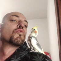 Calopsite maschio e femmina