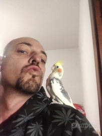 Calopsite maschio e femmina