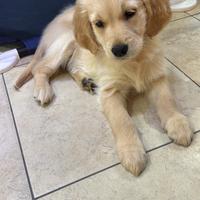 Golden Retriever femmina