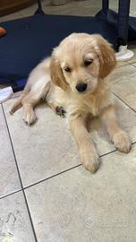 Golden Retriever femmina