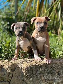 American pitbull terrier