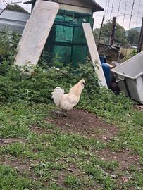 Gallo