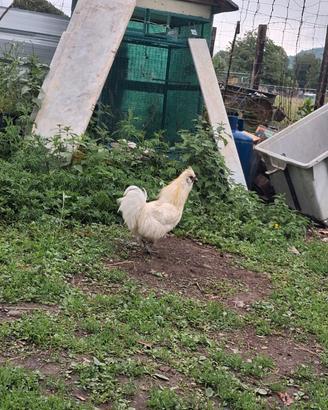 Gallo