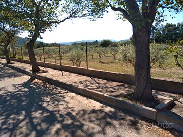 OLIVETO - ULIVETO (2300 mq.)