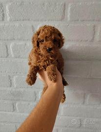 Cuccioli di barboncino