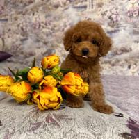 Splendida cucciola di Barboncina Femminuccia
