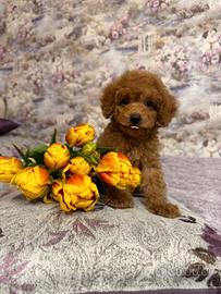 Splendida cucciola di Barboncina Femminuccia