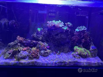 Acquario
