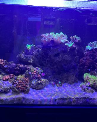 Acquario