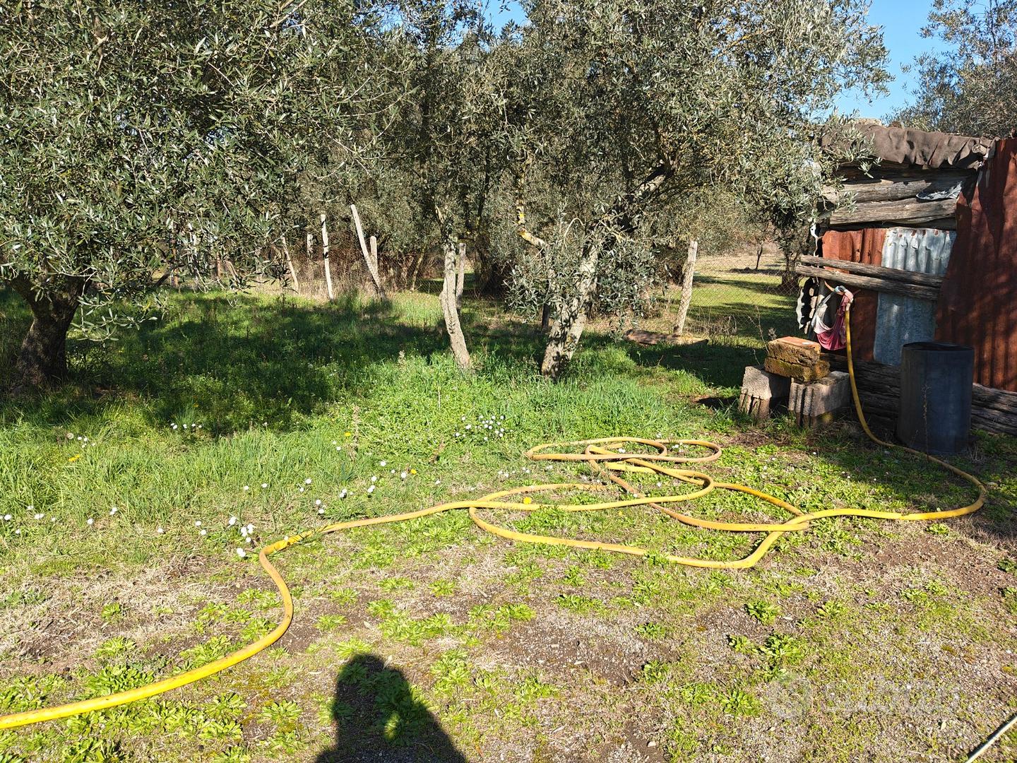Oliveto con pozzo - Vista 3