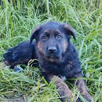 Cuccioli di pastore tedesco