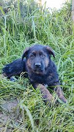 Cuccioli di pastore tedesco