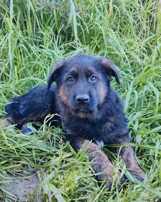 Cuccioli di pastore tedesco