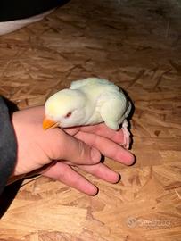 Pullo di inseparabili