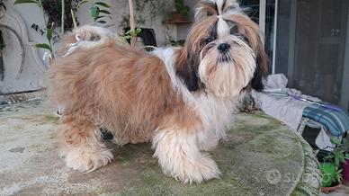 Shih Tzu o shitzu
