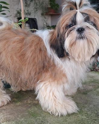 Shih Tzu o shitzu