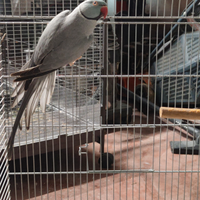 Coppia parrocchetti del collare