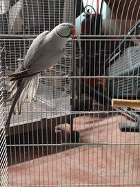 Coppia parrocchetti del collare