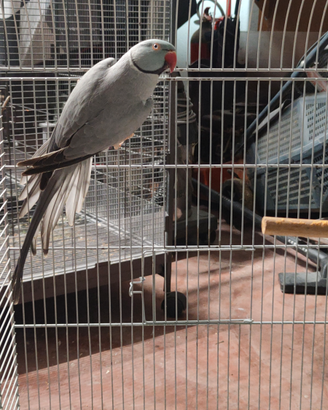 Coppia parrocchetti del collare