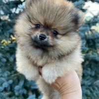 Pomerania con pedigree