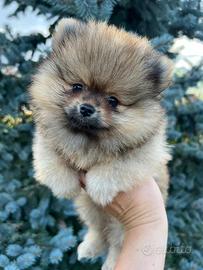 Pomerania con pedigree