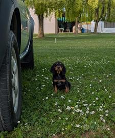 Cucciolidi segugio italiano