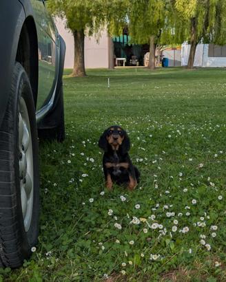 Cucciolidi segugio italiano