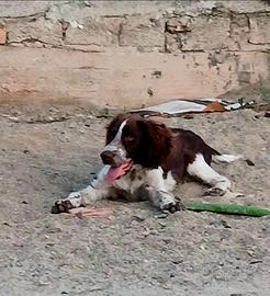 Springer spaniel