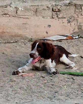 Springer spaniel