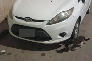 Ford fiesta 2012