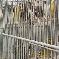 Canarini , maschi singoli e femmine solo a coppie