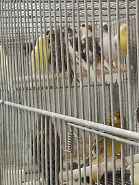 Canarini , maschi singoli e femmine solo a coppie