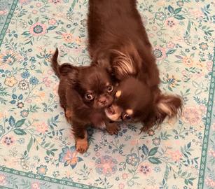 Cuccioli di chihuahua