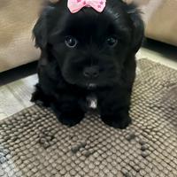 Cucciolo maltese/havanese