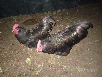 Gallo australorp 100% 2025