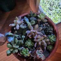 mix piante succulente 