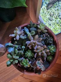 mix piante succulente 