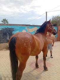 Cavallo polacco