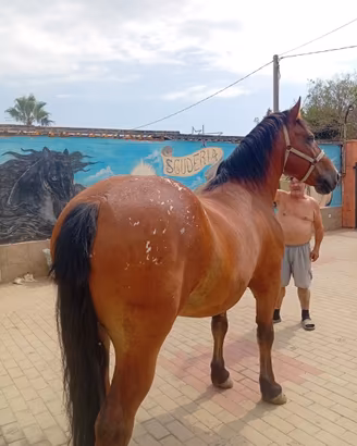 Cavallo polacco