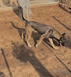 Pastore belga malinois