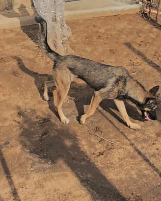 Pastore belga malinois