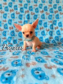 Chihuahua maschio senza pedigree