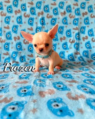 Chihuahua maschio senza pedigree