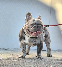 Stallone Monta Lilac Merle carr.bs Bulldog Frances