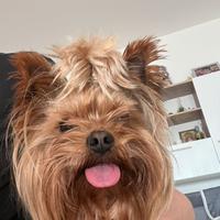 Gratis Maschio Yorkshire per monta