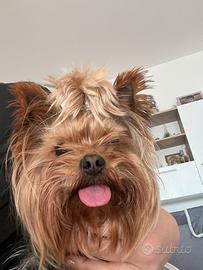 Maschio Yorkshire per monta