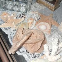 conchiglie e corallo e molluschi 