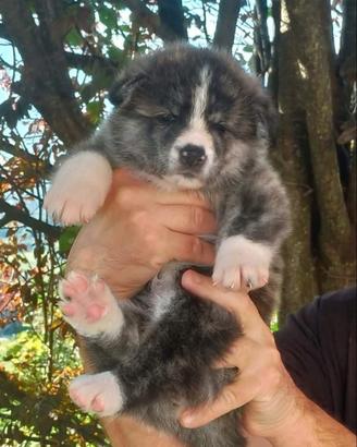 Akita