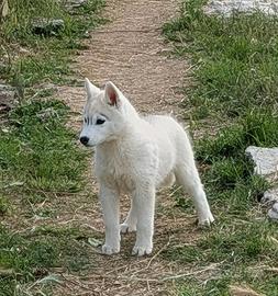 Cuccioli di Siberian Husky