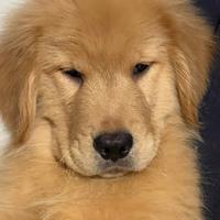 Cuccioli Golden Retriever Linea Americana